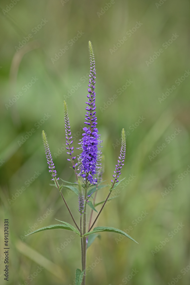 Fototapeta premium longleaf speedwell in front of blurry green background
