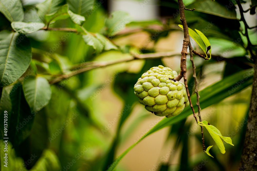 Annona or the sweetsop fruit Annona or the sweetsop fruit