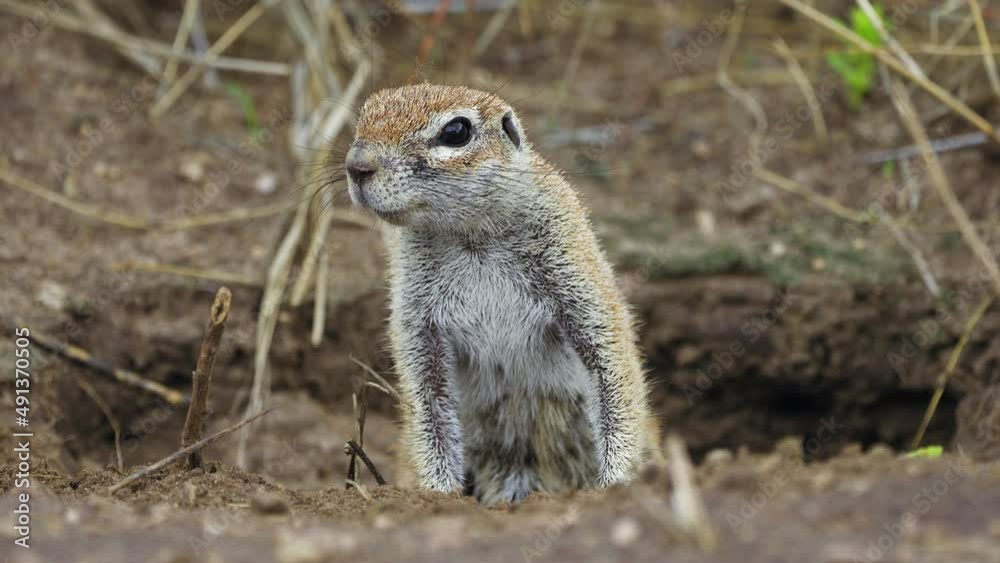 Cape Ground Squirrel Observing Surroundings In Central Kalahari Game Reserve, Kalahari Desert, Botswana. close up Cape Ground Squirrel Observing Surroundings In Central Kalahari Game Reserve, Kalahari Desert, Botswana. close up