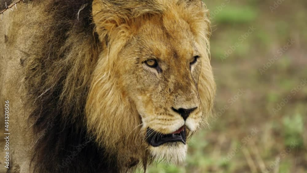 Furry Lion With Mane Walking In Safari. Central Kalahari Game Reserve In Botswana. close up Furry Lion With Mane Walking In Safari. Central Kalahari Game Reserve In Botswana. close up