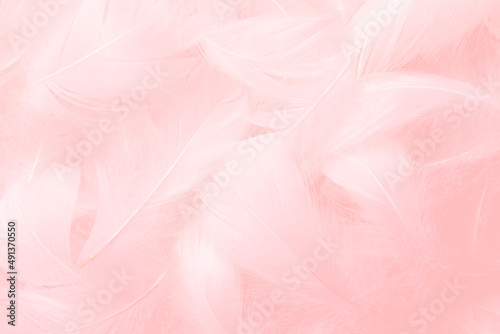 Pink Feathers Texture Background. Swan Feathers 