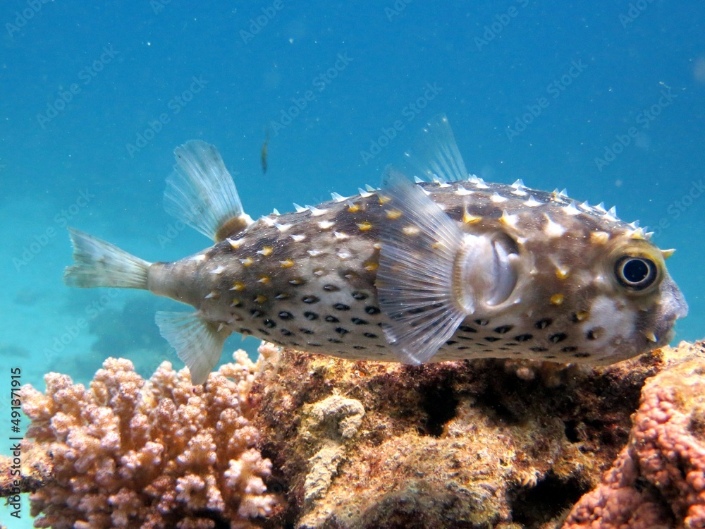 Obraz premium puffer fish