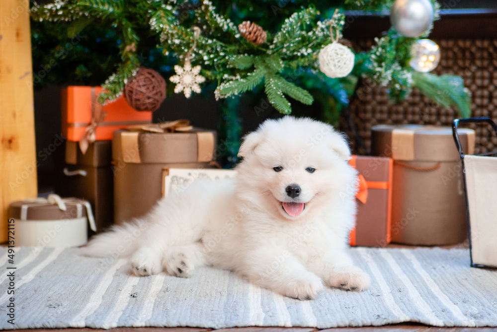 Fluffy white puppy of the Samoyed breed on the carpet in the house. Fluffy white puppy of the Samoyed breed on the carpet in the house.
