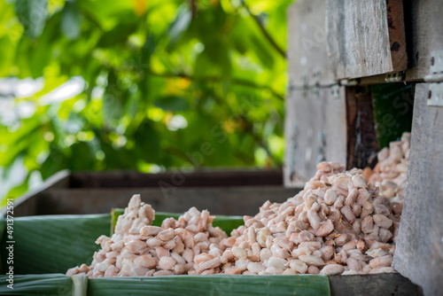 Fresh cacao beans fermentation process in a wood container. photo