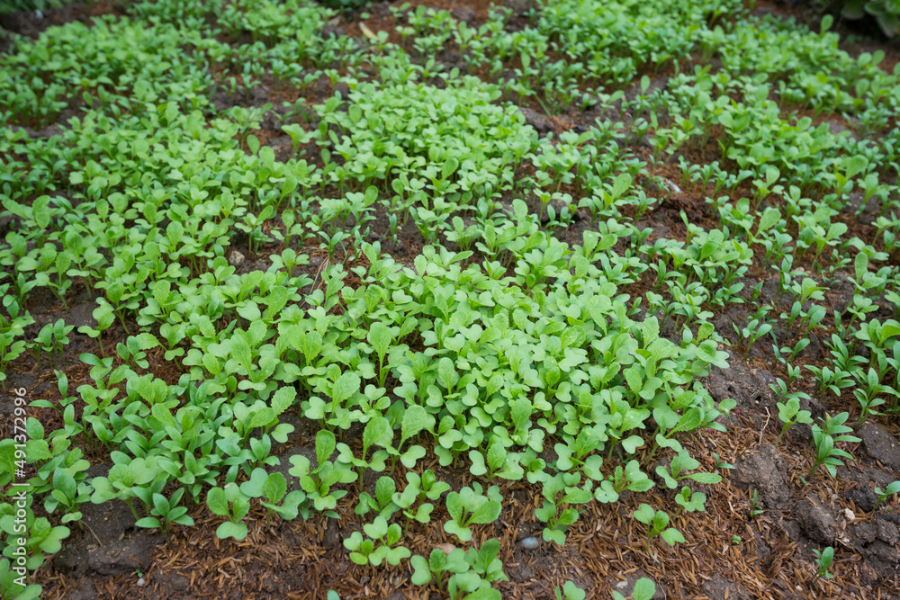 young green lettuce growing on soil.