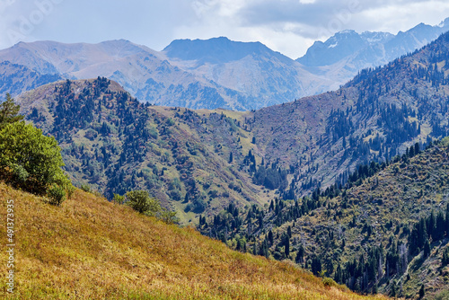 green mountains covered with fir trees forest