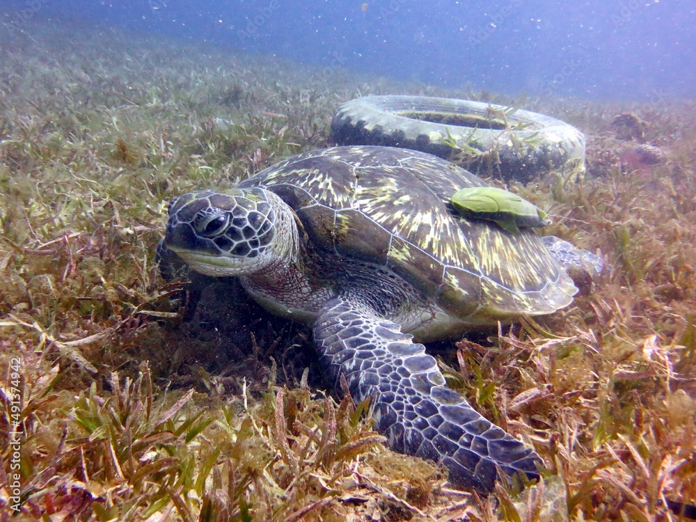 Obraz premium green sea turtle