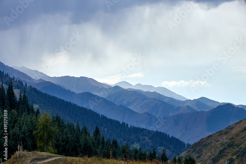 green mountains covered with fir trees forest