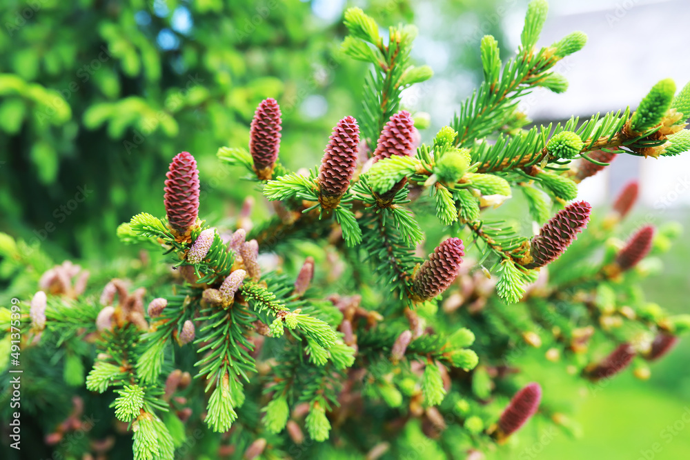 Fir branches with cones. Pinery. Trees in the forest. Glare of the sun. Fir branches with cones. Pinery. Trees in the forest. Glare of the sun.