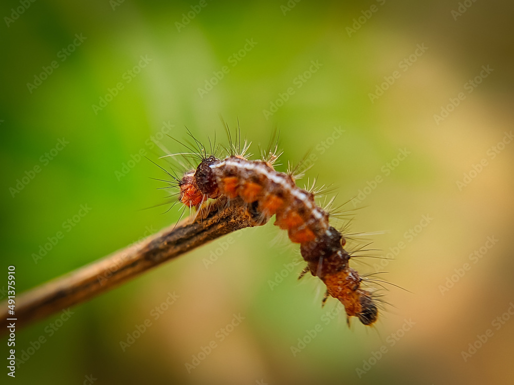 caterpillar on a leaf