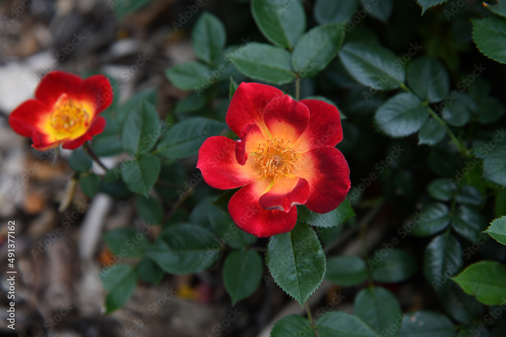 Breathtaking Orange and Red Flower Breathtaking Orange and Red Flower