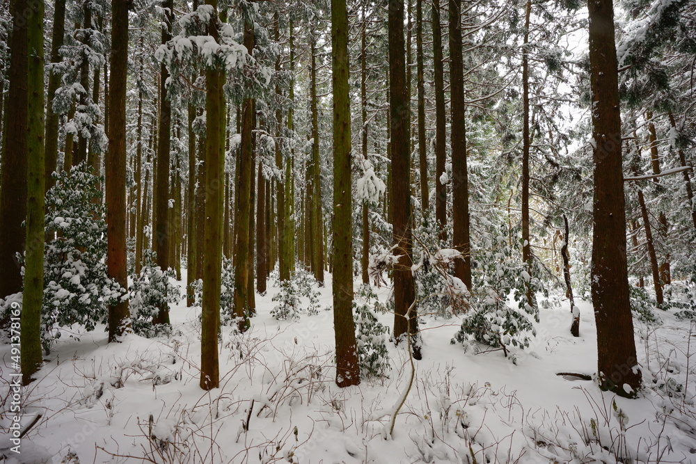 snowy cedar forest snowy cedar forest