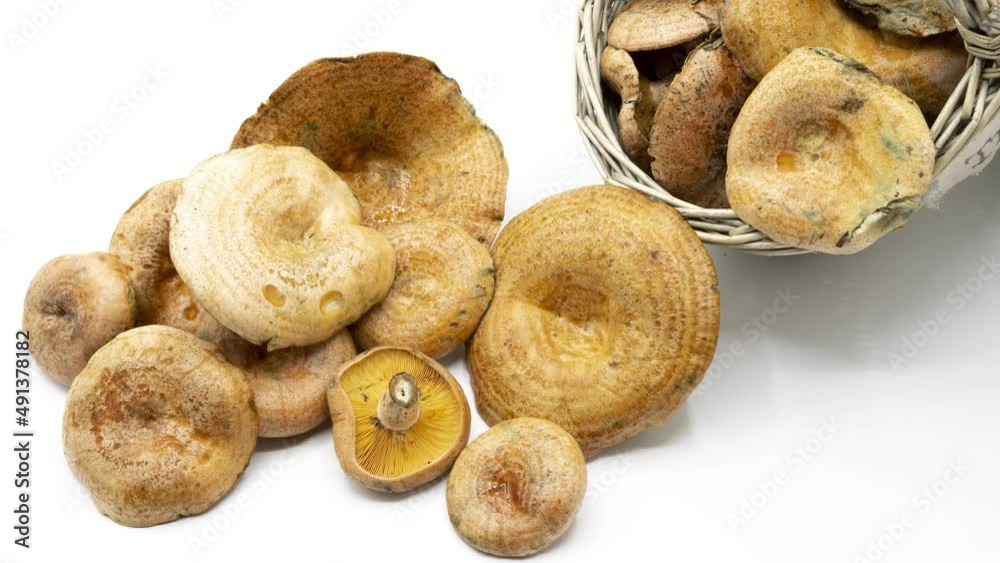 Stop motion of a basket full of mushrooms freshly picked from the forest, isolated on white background. Niscalos, Lactarius deliciosus Stop motion of a basket full of mushrooms freshly picked from the forest, isolated on white background. Niscalos, Lactarius deliciosus
