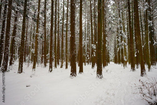 snowy cedar forest