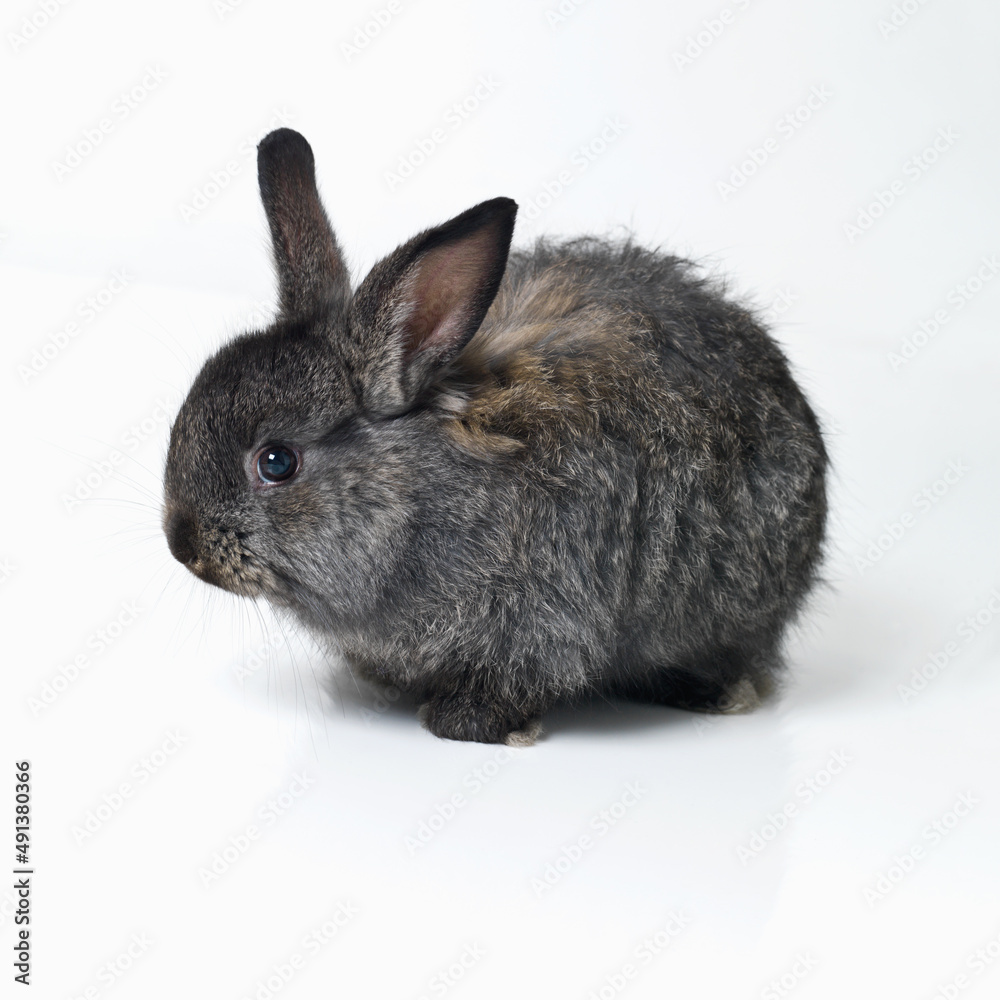 Cute and cuddly. Studio shot of a cute rabbit isolated on white.