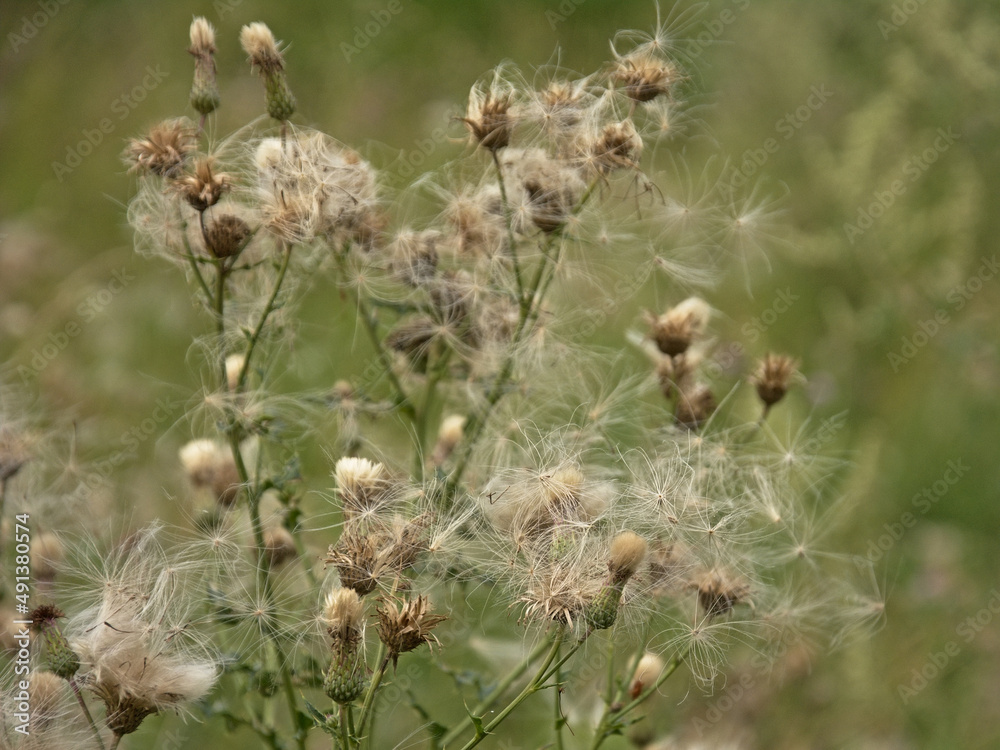 White fluffy thistle seeds on overblown flowers White fluffy thistle seeds on overblown flowers