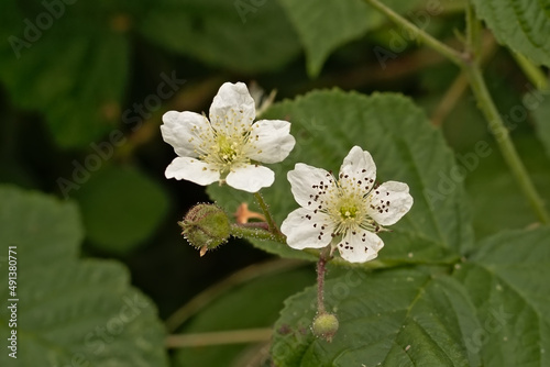 Bright white bramble flower - Rubus caesius