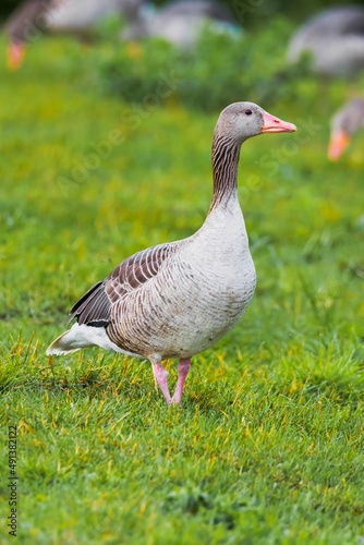Gęś gęgawa / Greylag goose photo