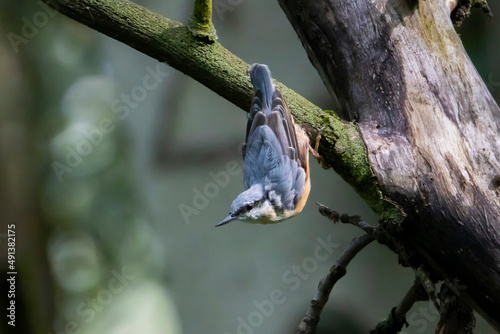 Kowalik / Eurasian nuthatch photo