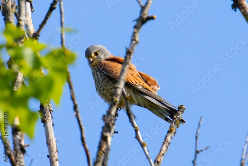 Pustułka / Common kestrel photo