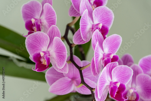 Pinke knabenkr  uter - Orchideen