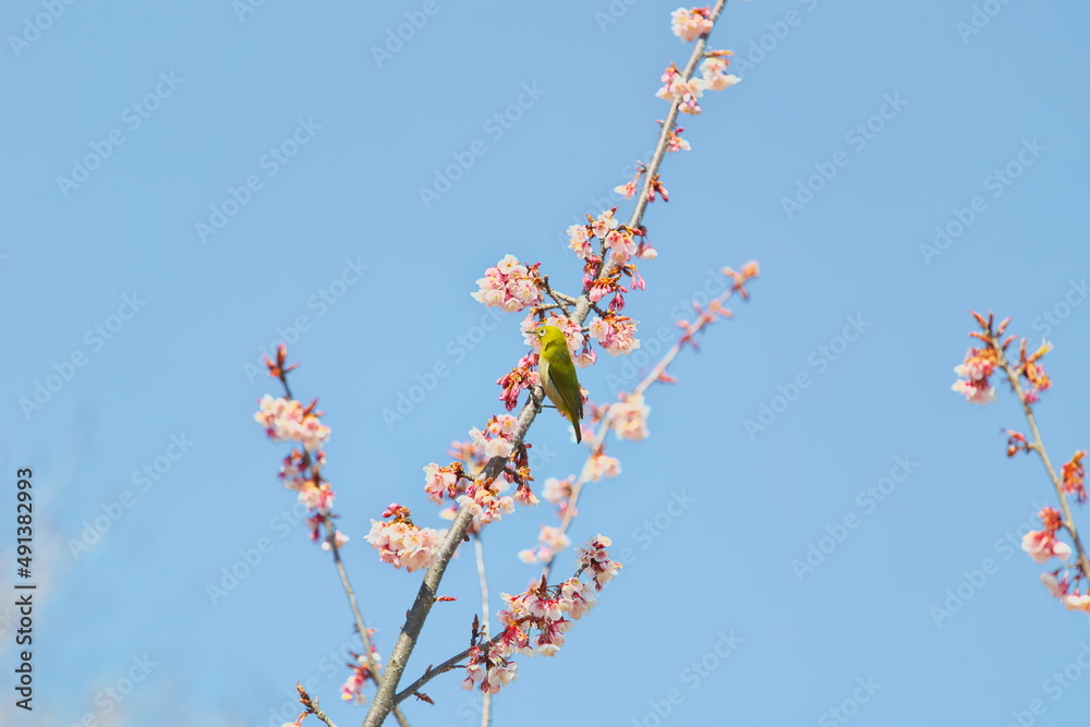 メジロと早春の寒桜 メジロと早春の寒桜