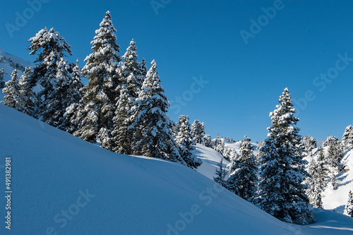 Sapins sous la neige © Pascal