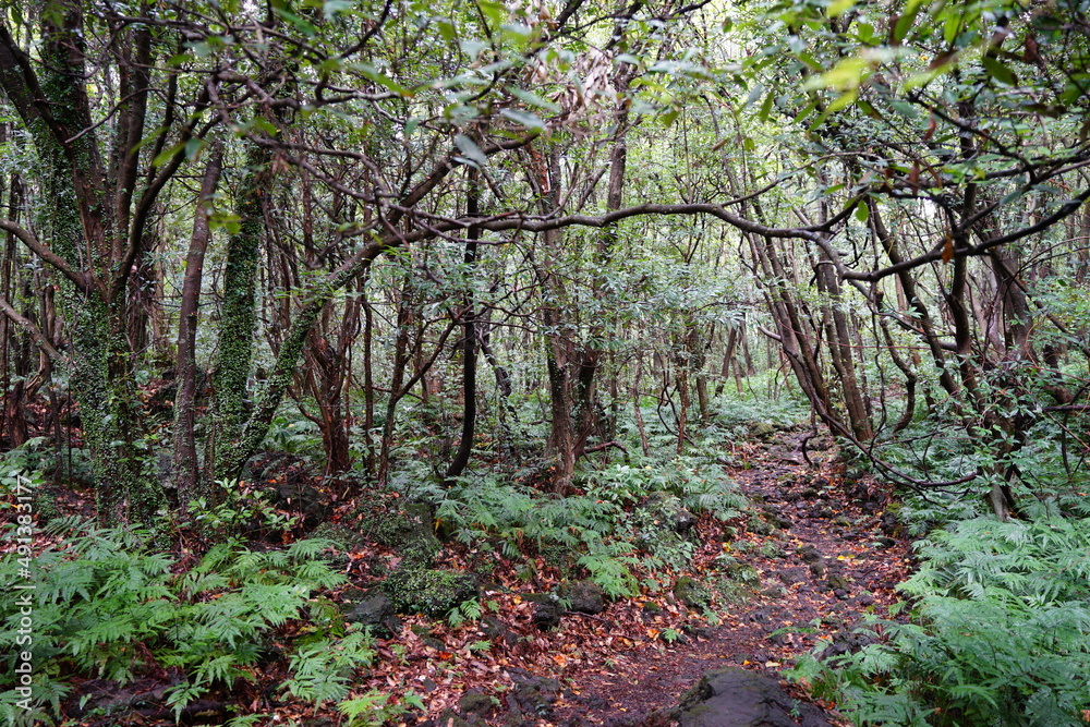 mossy trees and vines in thick wild forest