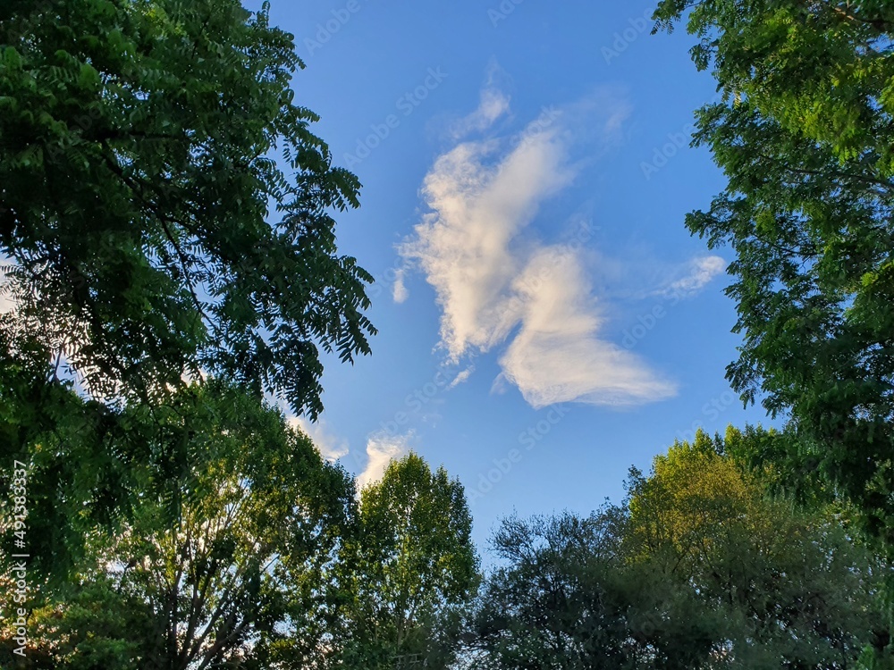 trees and sky