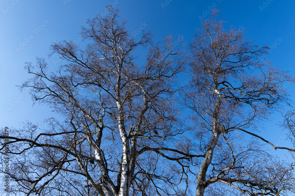 Treetop, branches and twigs of a Birch (Betula) tree in Menden Sauerland Germany. Frog perspective with vanishing point of bare leafless black and white trunks with sunny blue sky in winter. Treetop, branches and twigs of a Birch (Betula) tree in Menden Sauerland Germany. Frog perspective with vanishing point of bare leafless black and white trunks with sunny blue sky in winter.