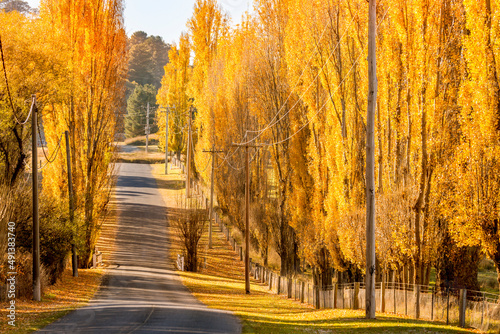 Εκτύπωση καμβά Golden sun on golden poplars in Autumn