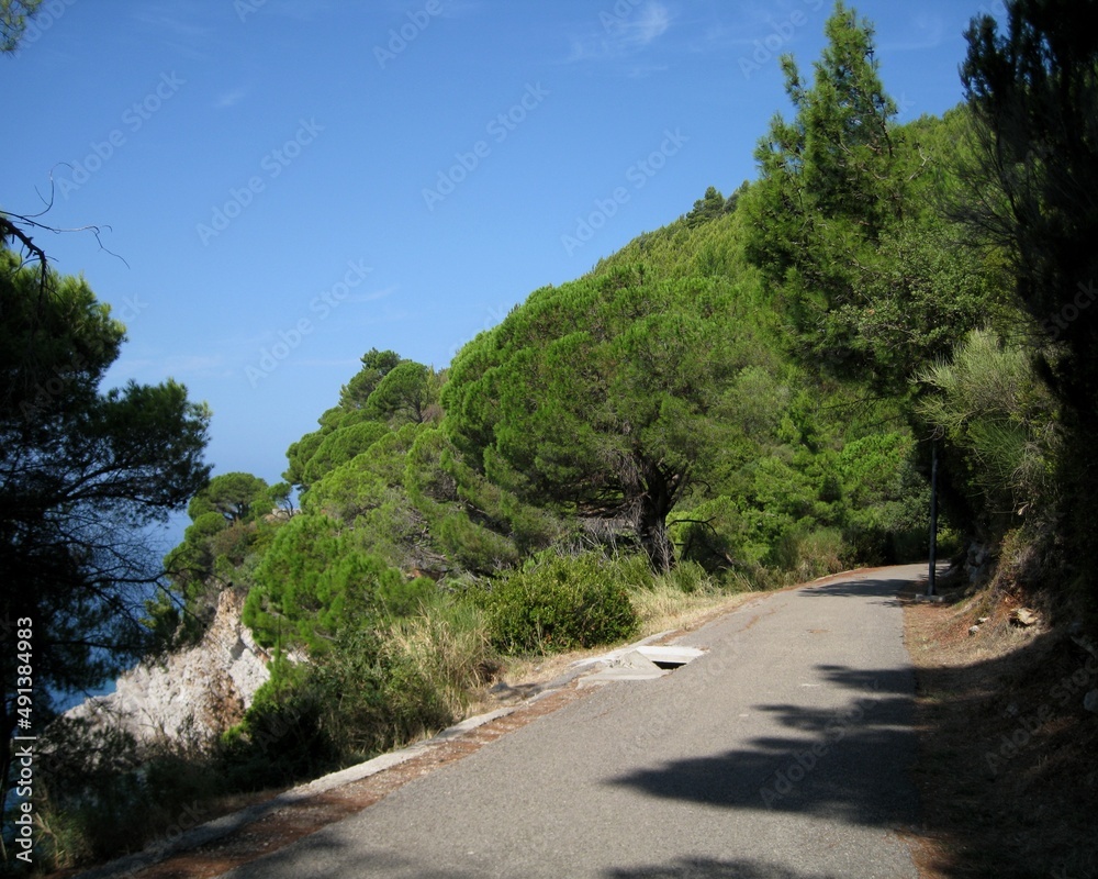 Path on the forested mountain. Adriatic coast