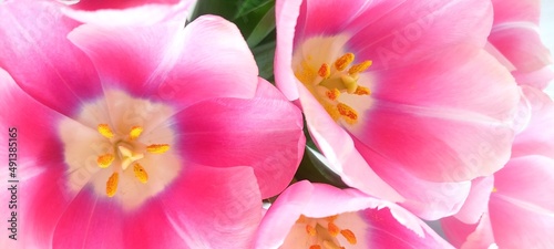 Pink Tulips flowers  Spring tulip  International Women day  Mother day.