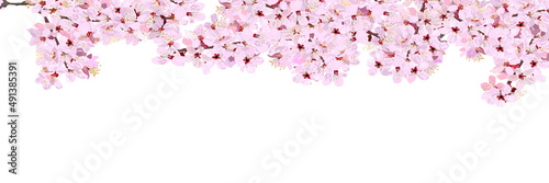 Frame of cherry blossoms in full bloom without background. vector illustration, copy space, web banner, header, flyer, sign, ad, greeting card