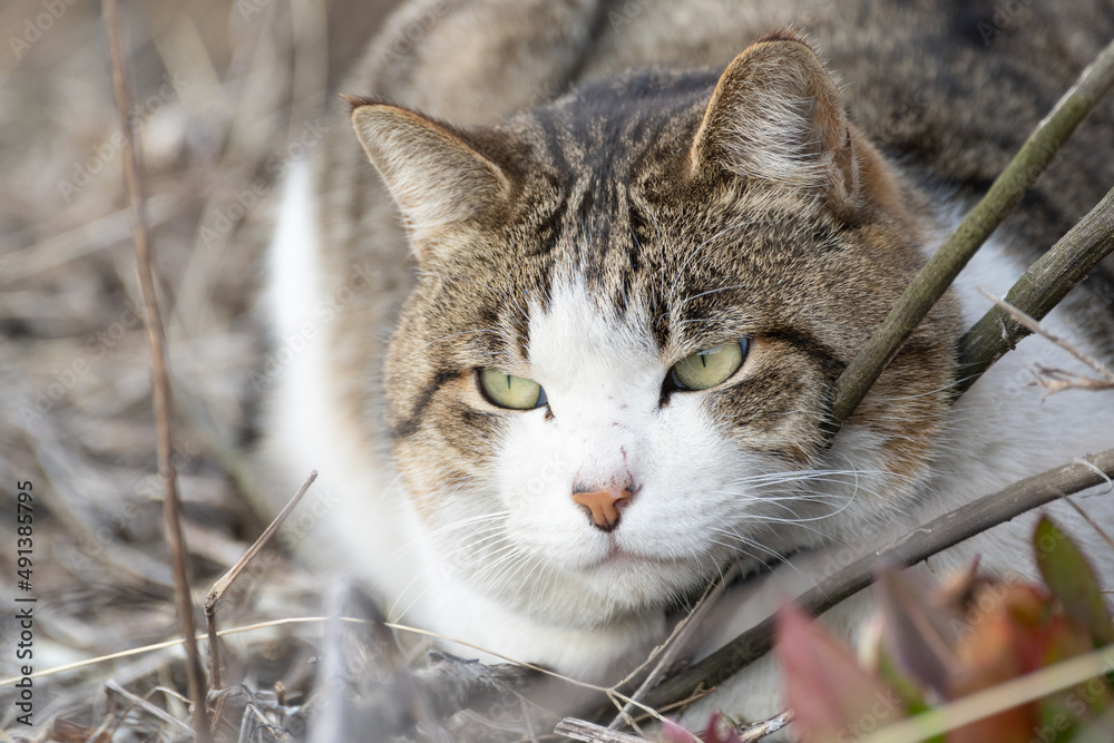 見つめる猫　キジトラ白