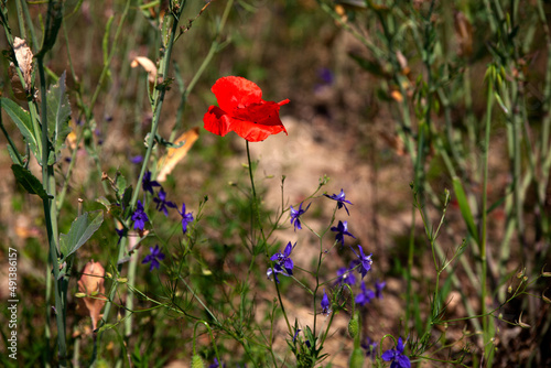 Close up of Wild Flower Poppy
