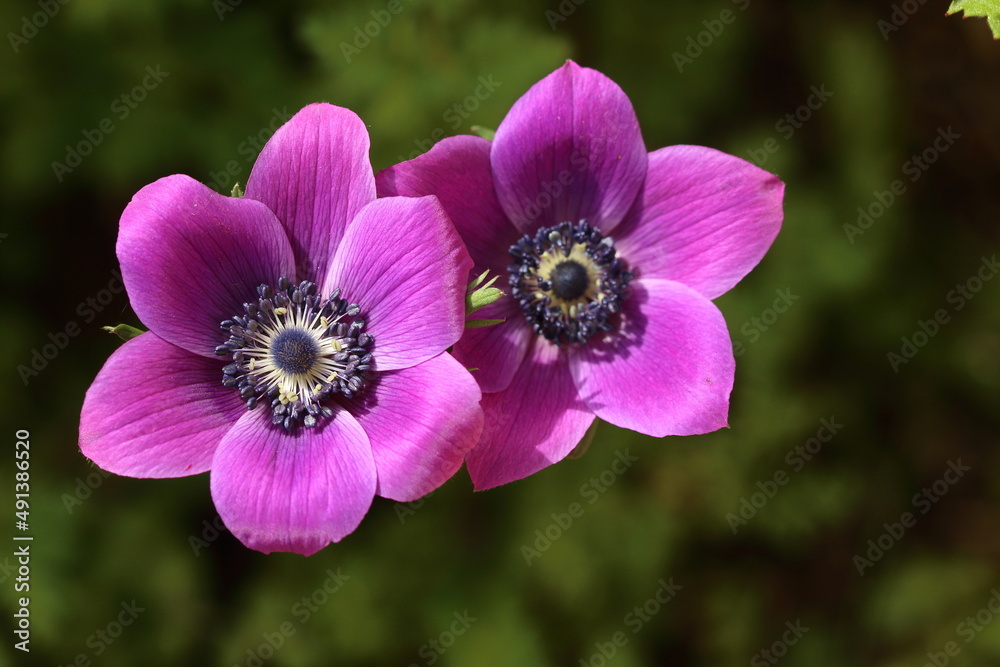 anemone flowers (anemone coronaria) in spring anemone flowers (anemone coronaria) in spring