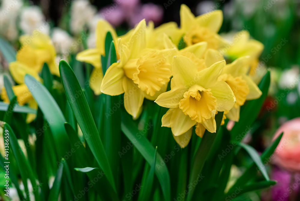 Bunch of yellow blooming daffodil flowers in the spring garden Bunch of yellow blooming daffodil flowers in the spring garden