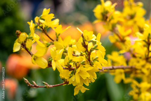 Yellow blooming forsythia twig in spring garden