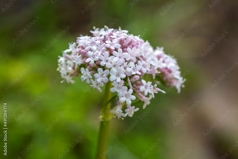 Pink flowers of valerian (Valeriana officinalis) plant.