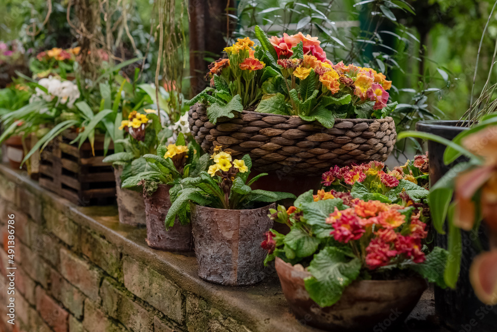 Blooming houseplants growing in ceramic flowerpots in home garden Blooming houseplants growing in ceramic flowerpots in home garden