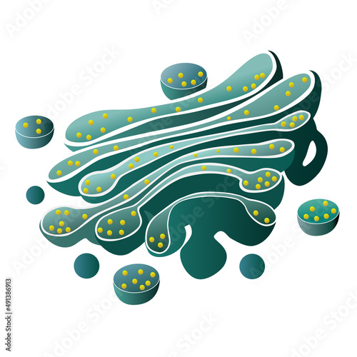 Golgi apparatus cell organelle structure photo