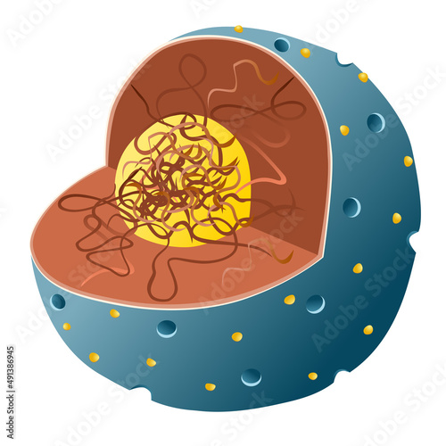 Nucleus of the cell structure diagram photo