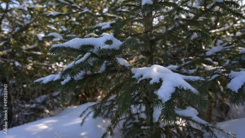 the growth of a Christmas tree in the snow and sunlight