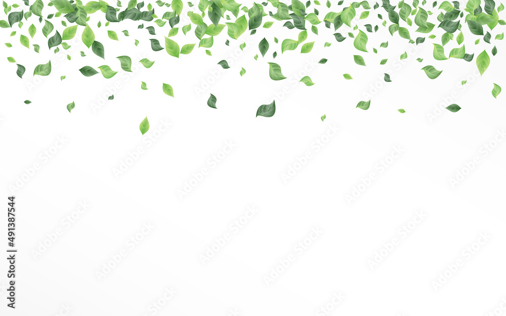 Swamp Leaves Spring Vector White Background Swamp Leaves Spring Vector White Background