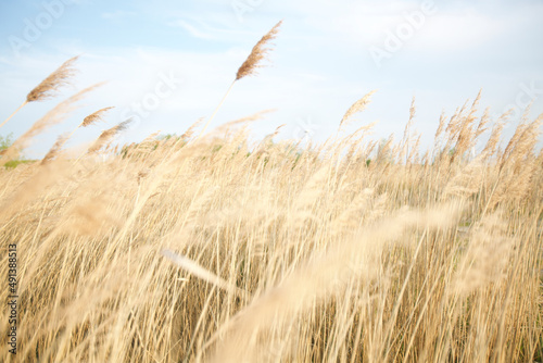 Grain in the Netherlands