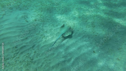 Wallpaper Mural Slow motion, Blue-spotted stingray (Taeniura lymma) slowly swimming over a sandy bottom. Top view. Red sea, Egypt Torontodigital.ca