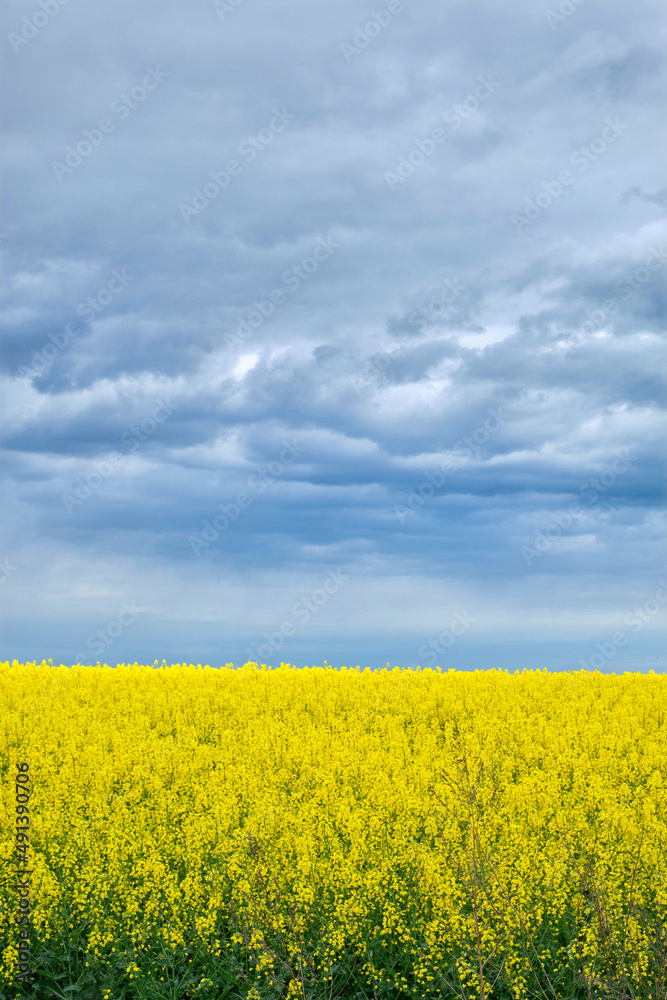 Landscape resembles Ukrainian national flag. Yellow field with flowering rapeseed and blue sky.