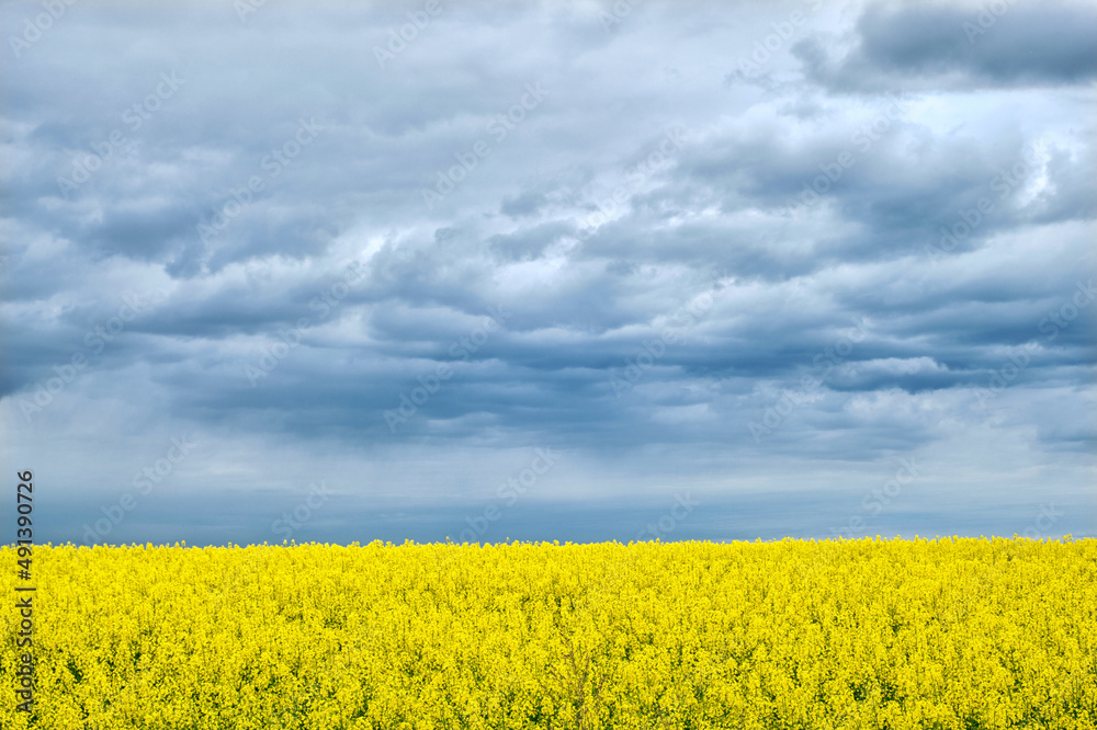 Landscape resembles Ukrainian national flag. Yellow field with flowering rapeseed and blue sky.