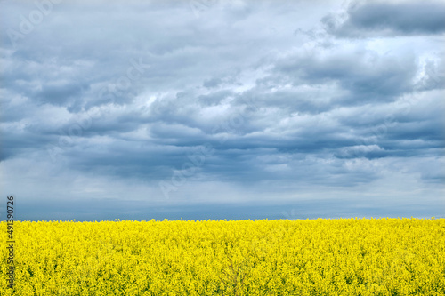 Landscape resembles Ukrainian national flag. Yellow field with flowering rapeseed and blue sky. © tygrys74